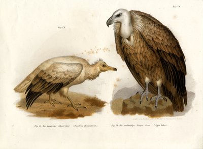 Egyptische Gier, 1864 door German School